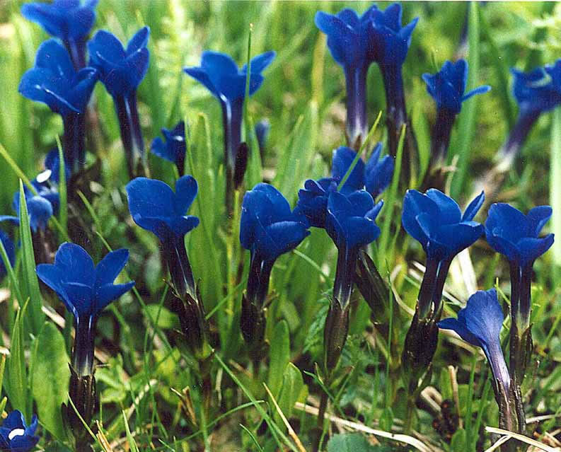 Spring gentian